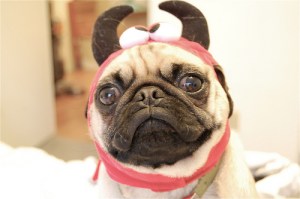Devil Pug